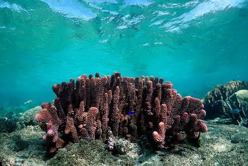 Blue Lagoon house reef